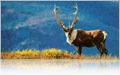 Caribou roam the Arctic tundra in Alaska