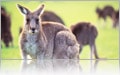 Kangaroo