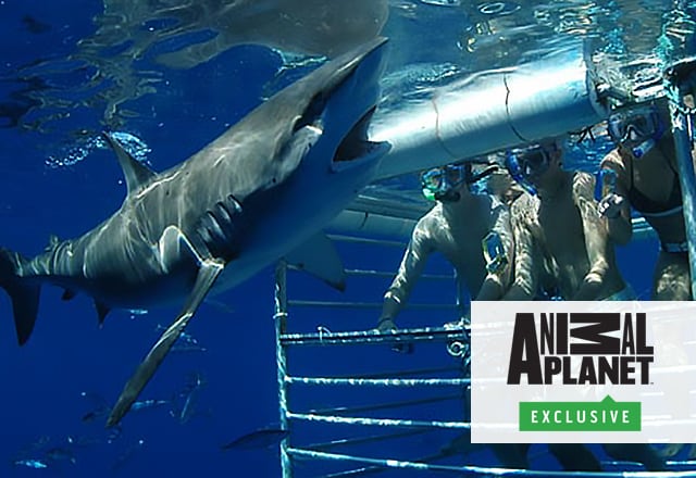 animal planet shark adventure