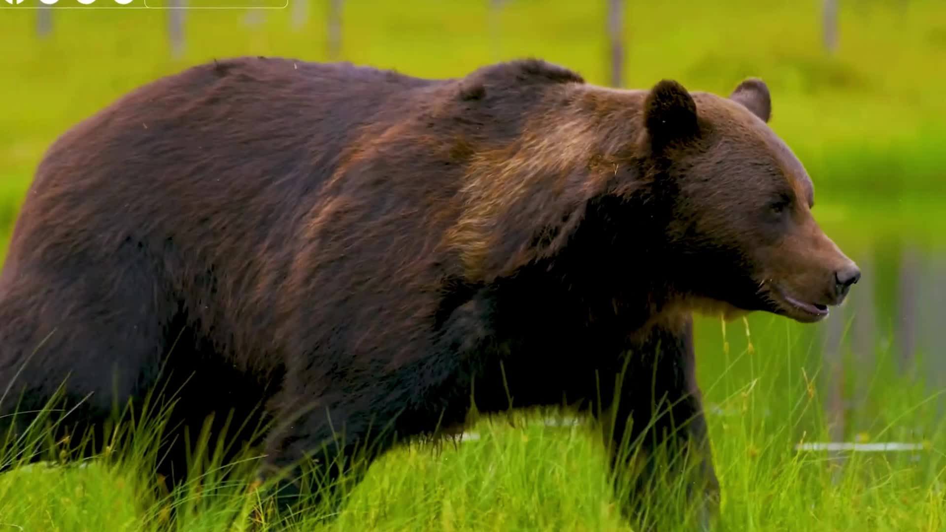 A grizzly bear walking through a green meadow in Alaska, moving steadily as it navigates the open landscape, with tall grasses and wildflowers swaying around it.