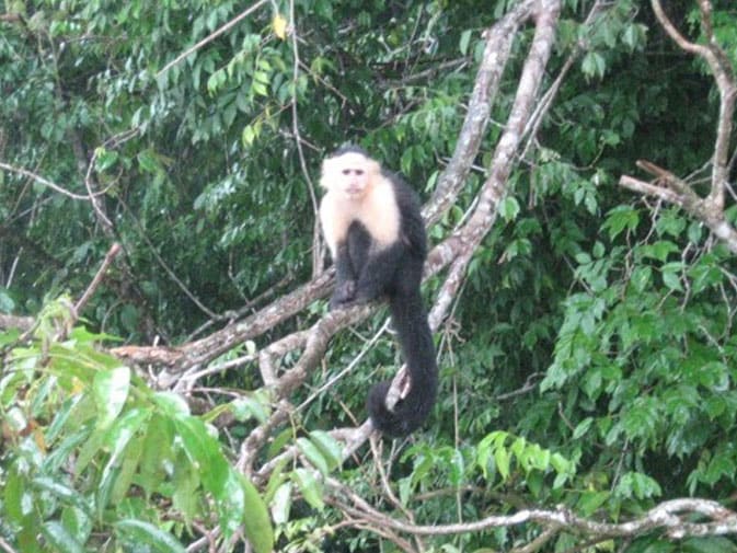 2023 Lake Gatun Wildlife Tour From Panama City | lupon.gov.ph