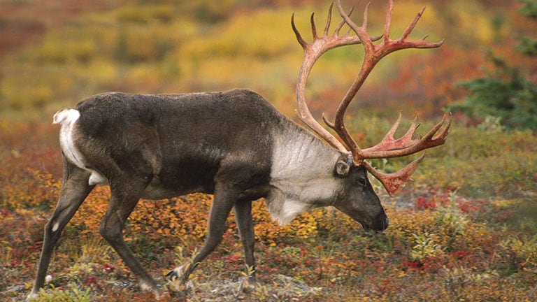 Alaska Cruise - Denali National Park - Princess Cruises