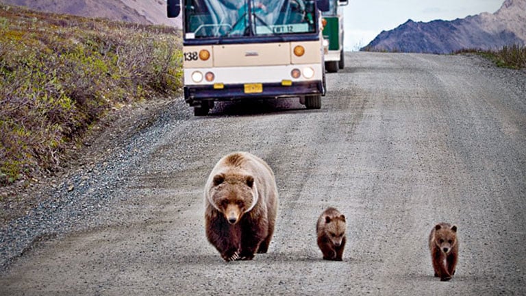 princess cruise tundra wilderness tour