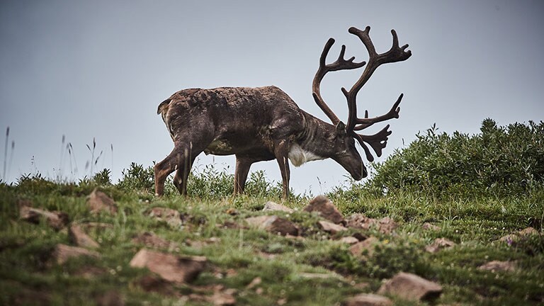 princess cruise tundra wilderness tour