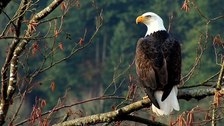 How to See Whales, Bears, Eagles and More Incredible Wildlife in Alaska