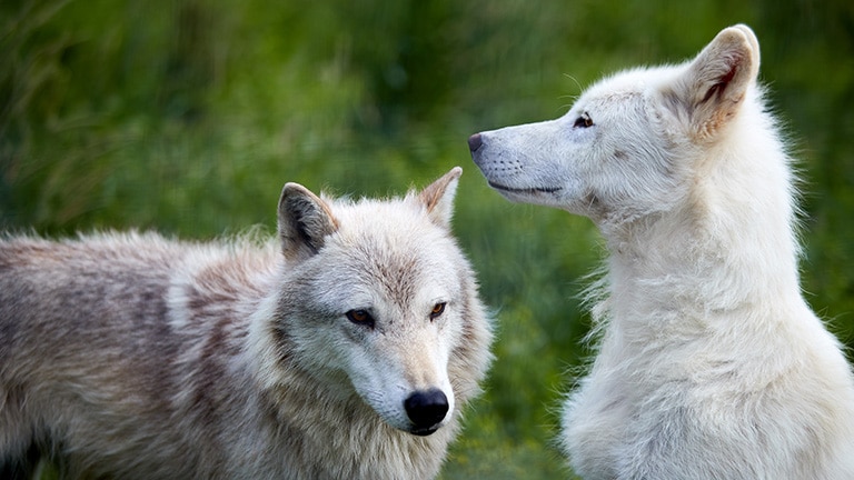 Alaska Wildlife - Alaska Animals & Marine Life - Princess Cruises