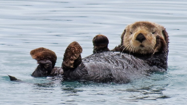 Alaska Wildlife - Alaska Animals & Marine Life - Princess Cruises