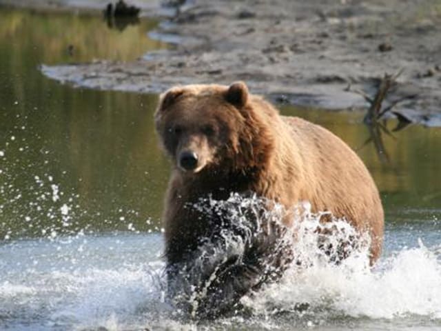 Alaska Wildlife Photo Gallery Wildlife Pictures 