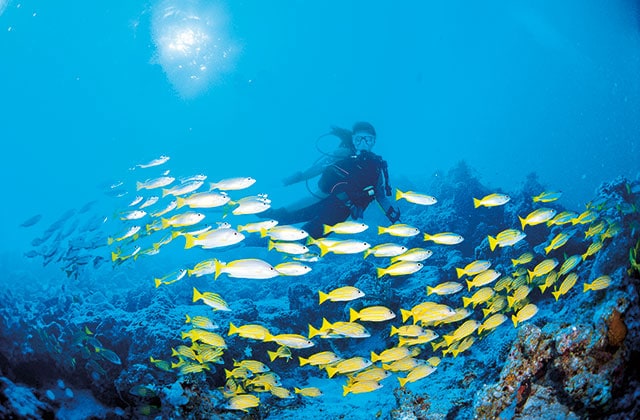 a diver swimming with yellow fish in the Great Barrier Reef